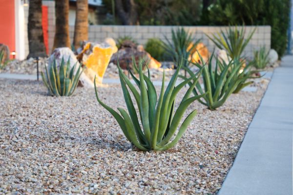 Drought Resistant Landscaping in Lake Placid
