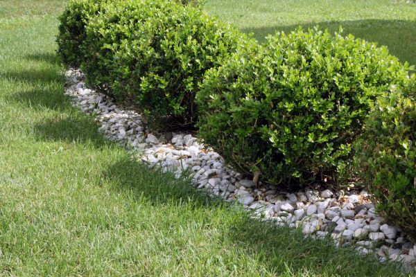 Boxwood Planting in Lake Placid