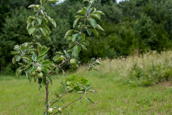 Apple Tree Planting in Lake Placid