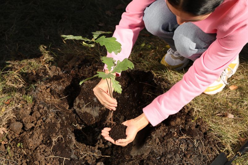 Apple Tree Planting