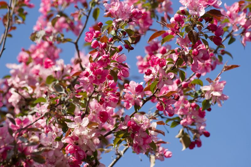 Cherry Tree Planting